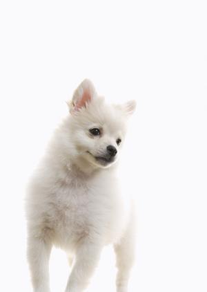 札幌西区の動物病院：緑の森どうぶつ病院 AZem札幌発寒病院の全貌