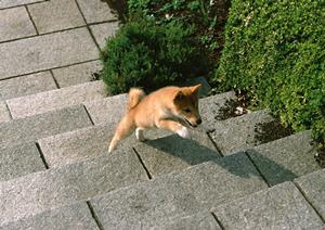 東京でチワワ専門のブリーダー店を探す